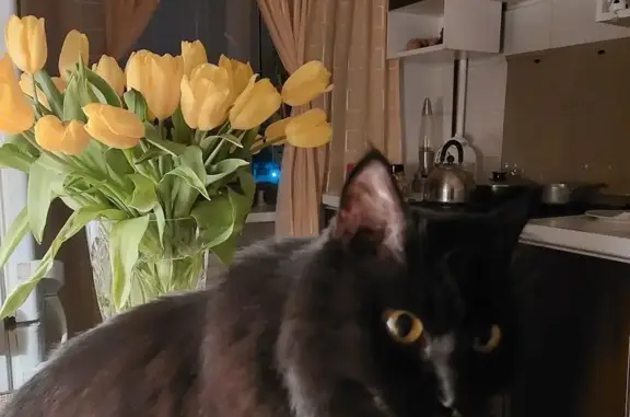 Кошки потеряшки, Брест, фото: Потеряшка кошка, Кооперативная 1, Брест