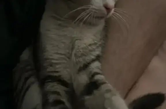 Найдена кошка, Ростов-на-Дону