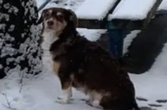 Пропала собака, Чебоксары, пр. 9-й Пятилетки, 5