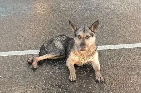 Найдена собака, ул. Энергостроителей, Тюмень