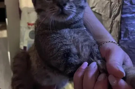 Найдена кошка, Шушары, фото: Кошка найдена: Ростовская ул, 13-15, Шушары