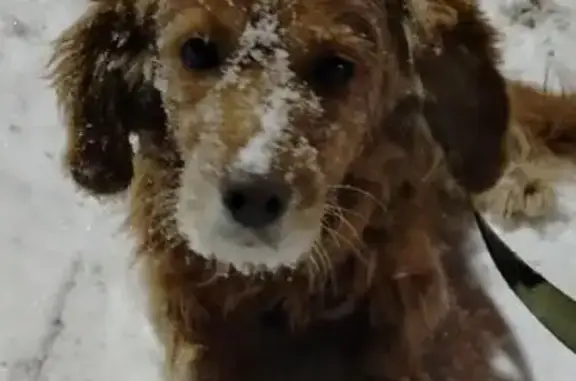 Пропала собака у Магнита, Рыбалко 111