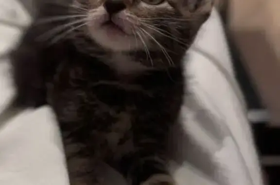 Пропала кошка, ул. Юсупова 21, Махачкала