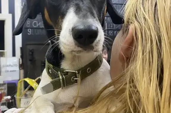 Собака найдена: ул. Качинцев, 124, Волгоград