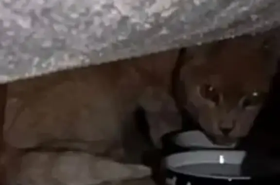 Кот найден: Сормовская ул., Москва