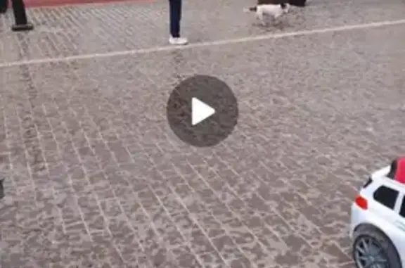 Пропала собака в Сурском, Ульяновская обл.