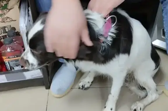 Собака найдена у Союза Печатников, 28/29