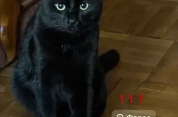 Кошки потеряшки, , фото: Потеряшка кошка, Терлецкого 7, Форосский п/с