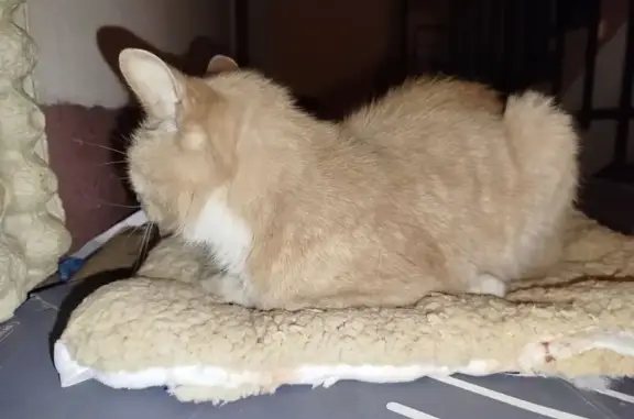 Кошка найдена: Боровая ул., 8, СПб