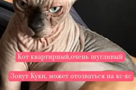 Кошки потеряшки, Кемерово, фото: Потеряшка кошка, Свободная ул. 11, Кемерово