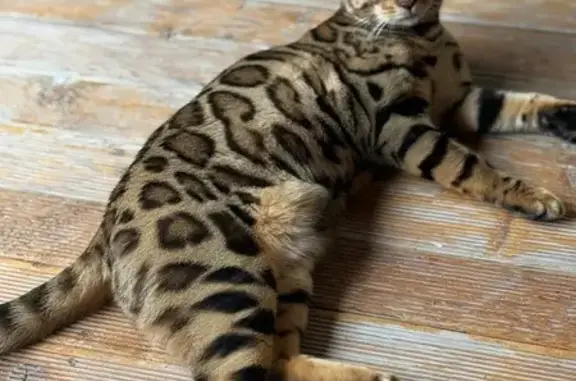 Кошки потеряшки, Балашиха, фото: Потеряшка кот, Сосновая ул., 2, Балашиха