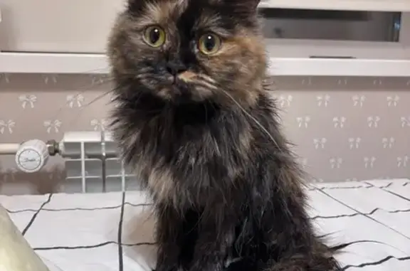 Найдена кошка, Иркутск, фото: Кошка найдена у Баумана 267, Иркутск