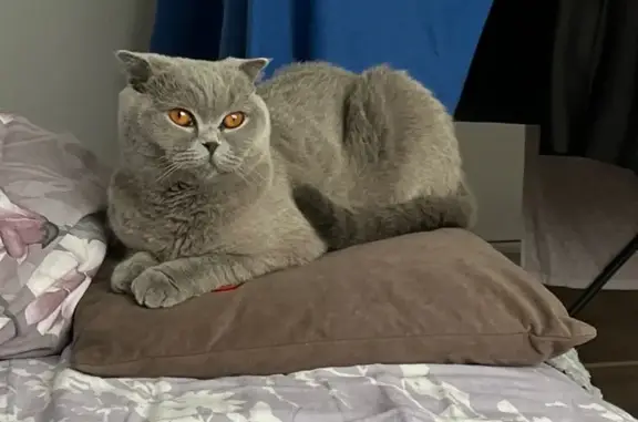 Кошки потеряшки, Хабаровск, фото: Потеряшка кошка, Служебная 13, Хабаровск