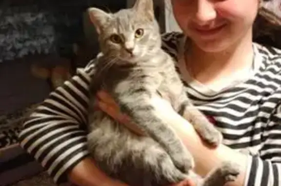 Пропала кошка Соня, Линейная ул.