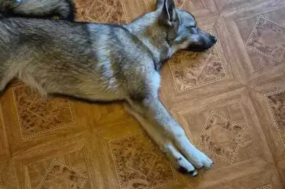 Найдена собака, Хабаровск, фото: Лайка найдена: Краснодарская 19А, Хабаровск