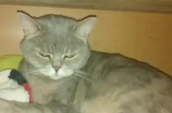 Пропала кошка на 158 км трассы Тюмень-Тобольск