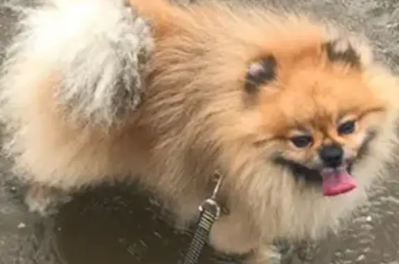 Собаки потеряшки, Владивосток, фото: Потеряшка собака, ул. Нейбута, Владивосток