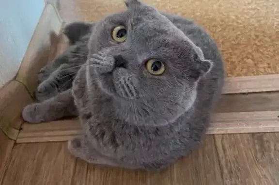 Пропала кошка, Уссурийск, ул. Афанасьева