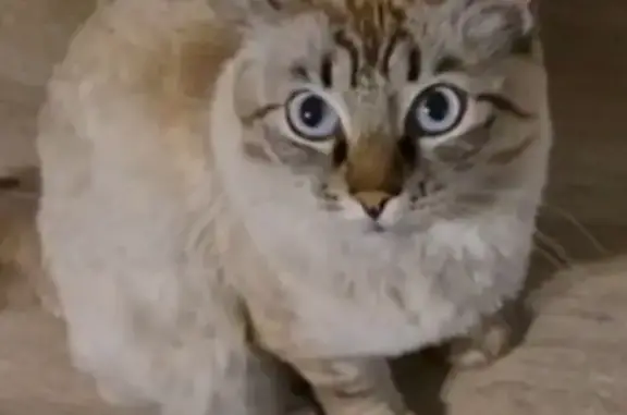 Кошки потеряшки, Республика Бурятия, фото: Потеряшка кошка, Улан-Удэ, Бурятия