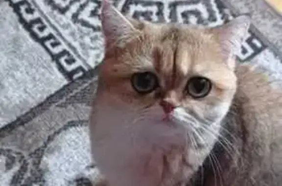 Кошки потеряшки, , фото: Потеряшка кошка, ул. 30 лет Победы, 66