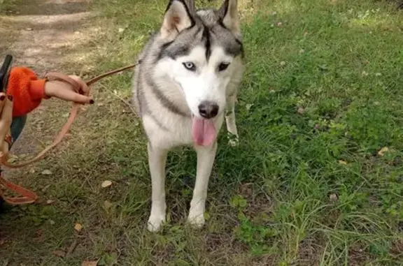 Найдена собака, , фото: Хаски найдена в Южном промузле, Рязань