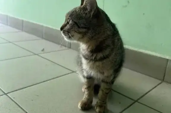 Найдена кошка, Томск, фото: Кошка найдена: Иркутский тракт, 198/5