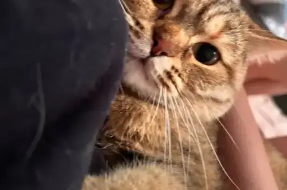 Кошки потеряшки, Рязань, фото: Потеряшка кошка, Рязань, ул. Коняева