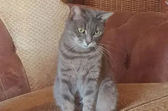 Пропала кошка в пгт Николаевка, 