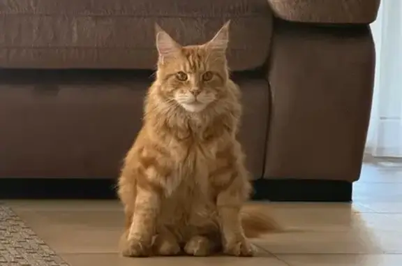 Пропала кошка, Курортная 33/2