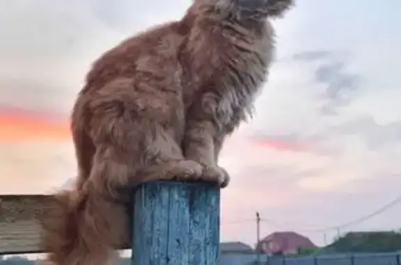 Пропал рыжий мейн-кун, Ефимово!