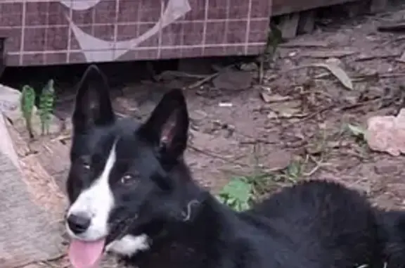 Пропала собака, Заневское поселение