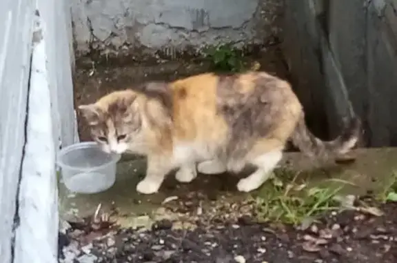 Найдена кошка, Ярославль, фото: Кошка найдена: Красноперевальский пер., 2