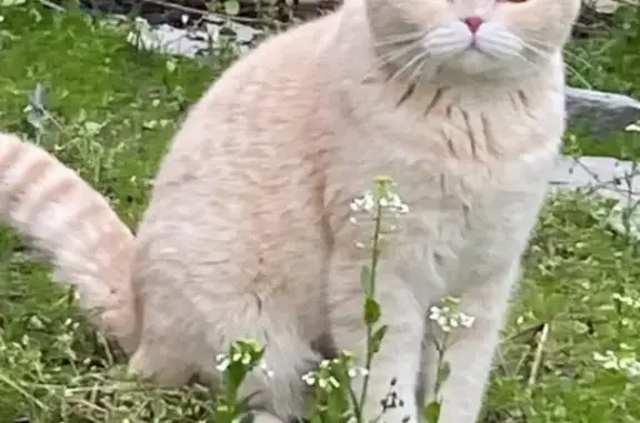 Пропала рыжая кошка, Фёдоровская 11