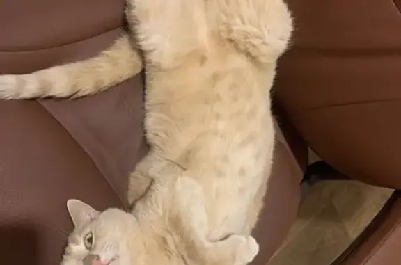 Кошки потеряшки, Красноярск, фото: Потеряшка кошка, ул. Весны 17, Красноярск