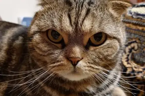 Кошки потеряшки, Нижегородская область, фото: Потеряшка кот, Ройка, дом 49А, 29.08.2025