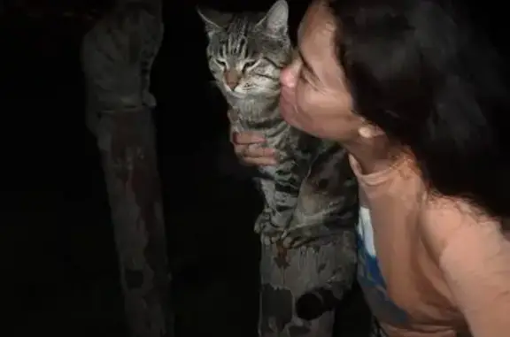 Кошки потеряшки, Пенза, фото: Потеряшка кошка на ул. Мира, 64, Пенза