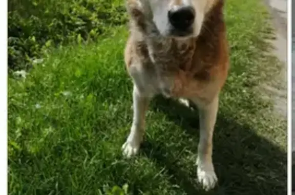 Найдена собака, , фото: Собака найдена в Ирбите, Свердловская обл.