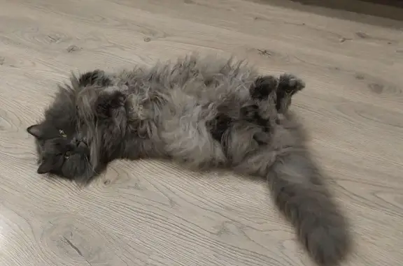 Пропала кошка, ул. Энгельс-1, 79, Энгельс