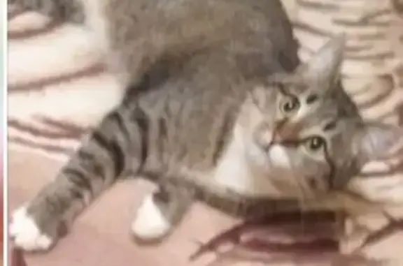 Кошки потеряшки, Кострома, фото: Потеряшка кошка на Полянской, Кострома