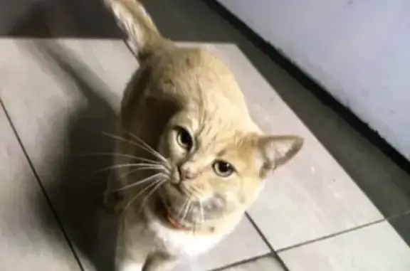 Найдена кошка, , фото: Кошка найдена: Бородина, 2, Пенза