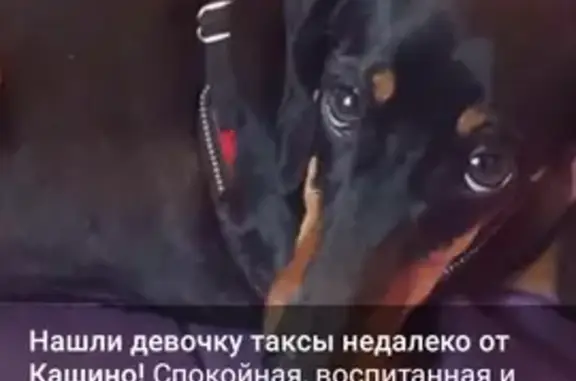 Найденные животные , фото: Собака найдена у д. Кашино, Свердловская обл.