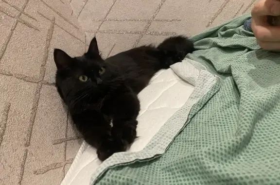 Кошки потеряшки, Иваново, фото: Потеряшка черная кошка, Иваново, Авдотьинская 30