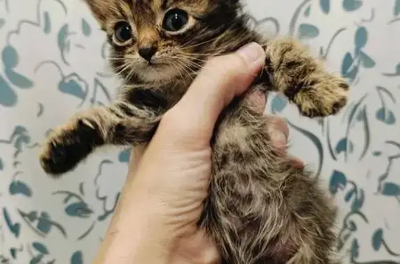 Найдена кошка, Сыктывкар, фото: Котёнок найден: ул. Старовского, 34, Сыктывкар