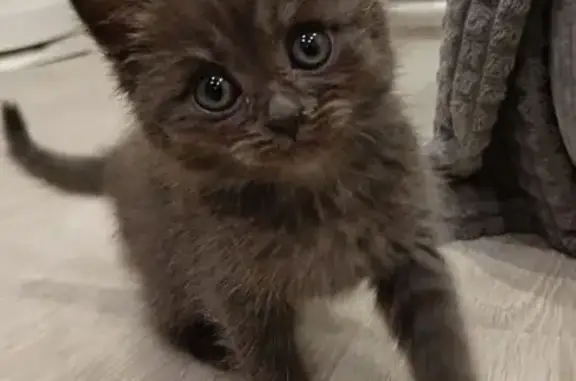 Найденные животные Сыктывкар, фото: Котёнок найден: ул. Старовского, 34, Сыктывкар