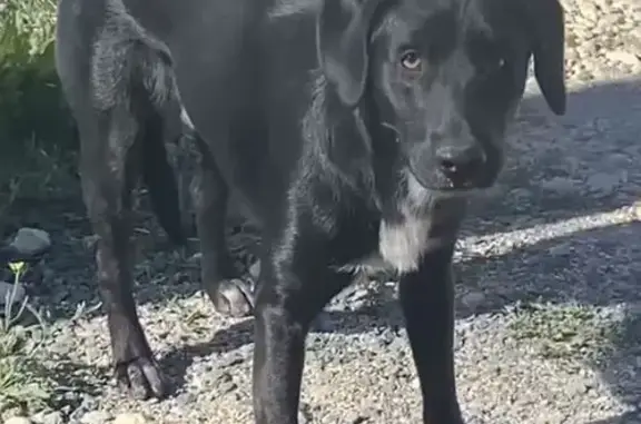 Собаки потеряшки, , фото: Потеряшка собака, Перовское, Крым