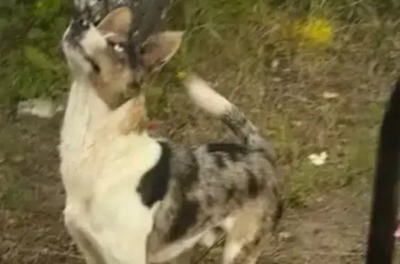 Найдена собака, Липецкая область, фото: Собака найдена в Ясной Поляне, Липецк