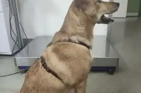 Щенок найден на ул. Композиторов, 12