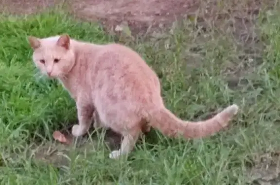 Кот найден, Судостроительная ул., Москва