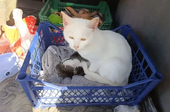 Кошка с котятами в Инякинском СП