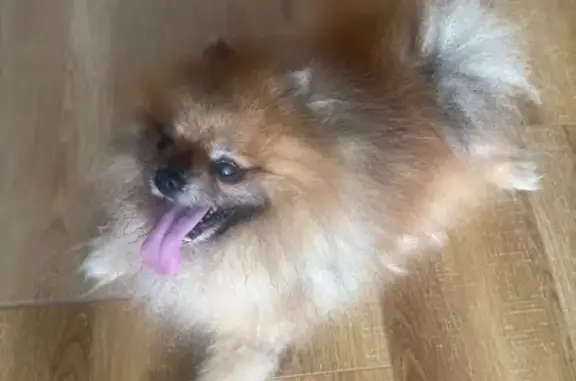 Найдена собака, Приморский край, фото: Собака найдена: ул. Нейбута 65, Владивосток